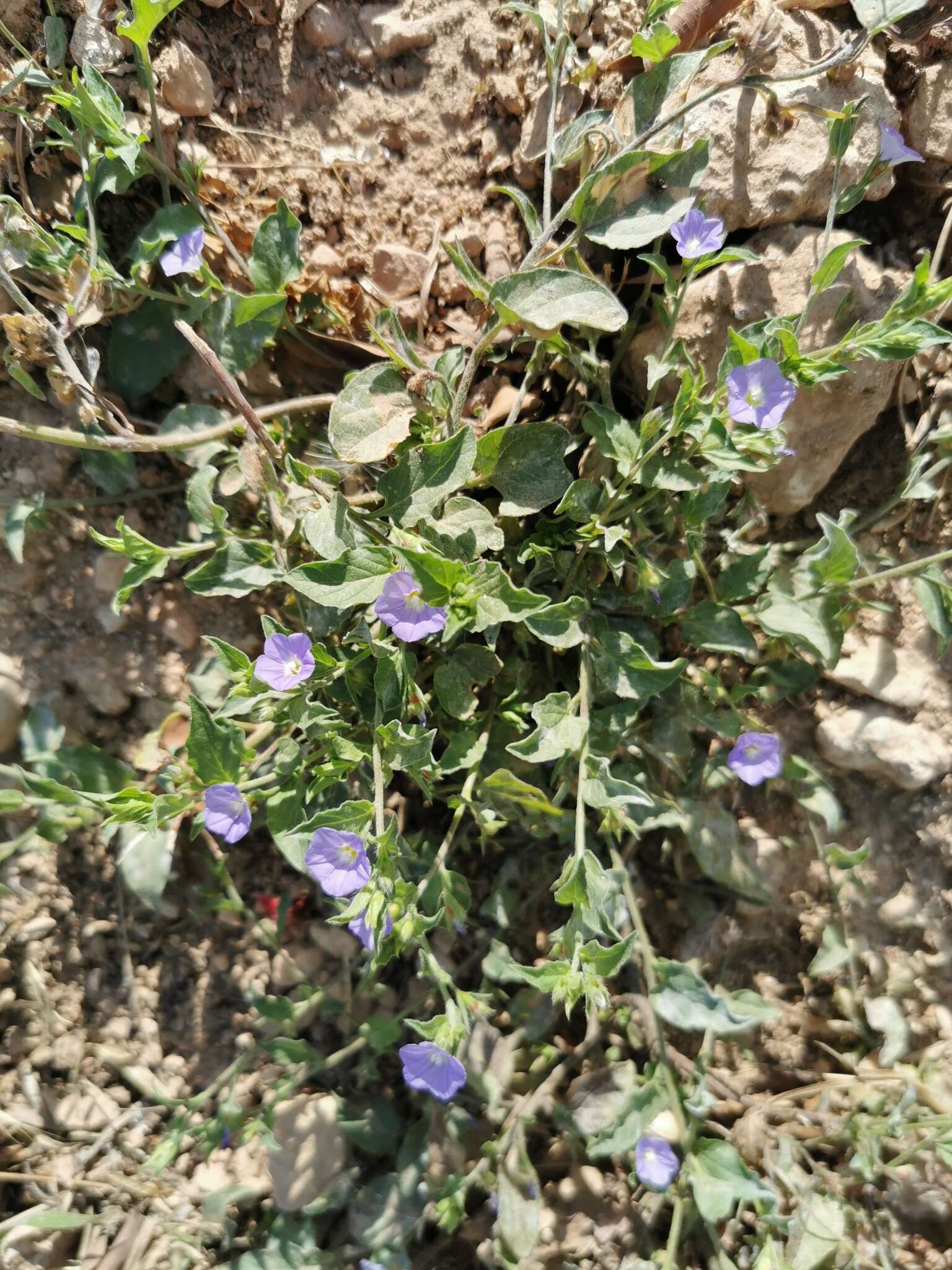 Image de Convolvulus siculus L.