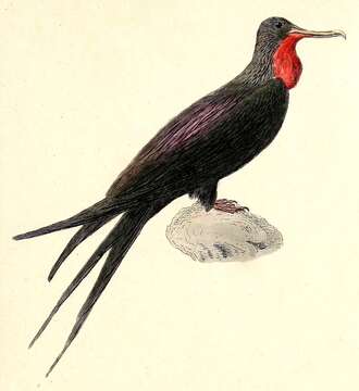 Image of frigatebirds