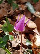 Image of Dog tooth lily