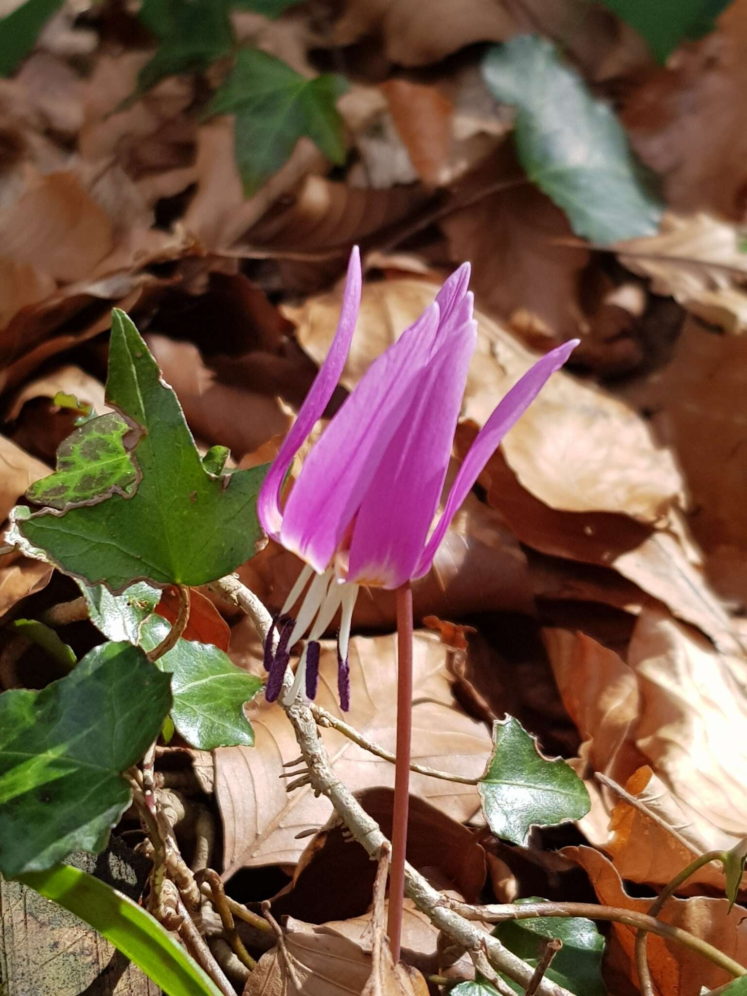 Image of Dog tooth lily