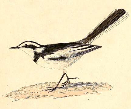 Image of African Pied Wagtail