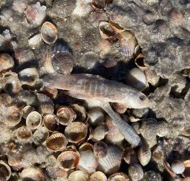 Image of Mediterranean Killifish