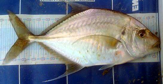 Image of Longnose trevally