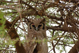 Bubo lacteus (Temminck 1820)的圖片