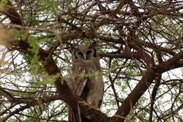 Bubo lacteus (Temminck 1820)的圖片