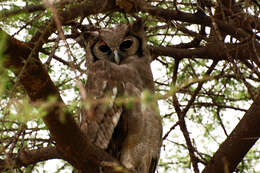 Bubo lacteus (Temminck 1820)的圖片