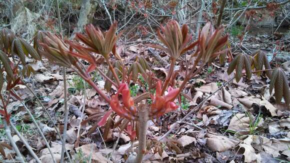 Image of painted buckeye