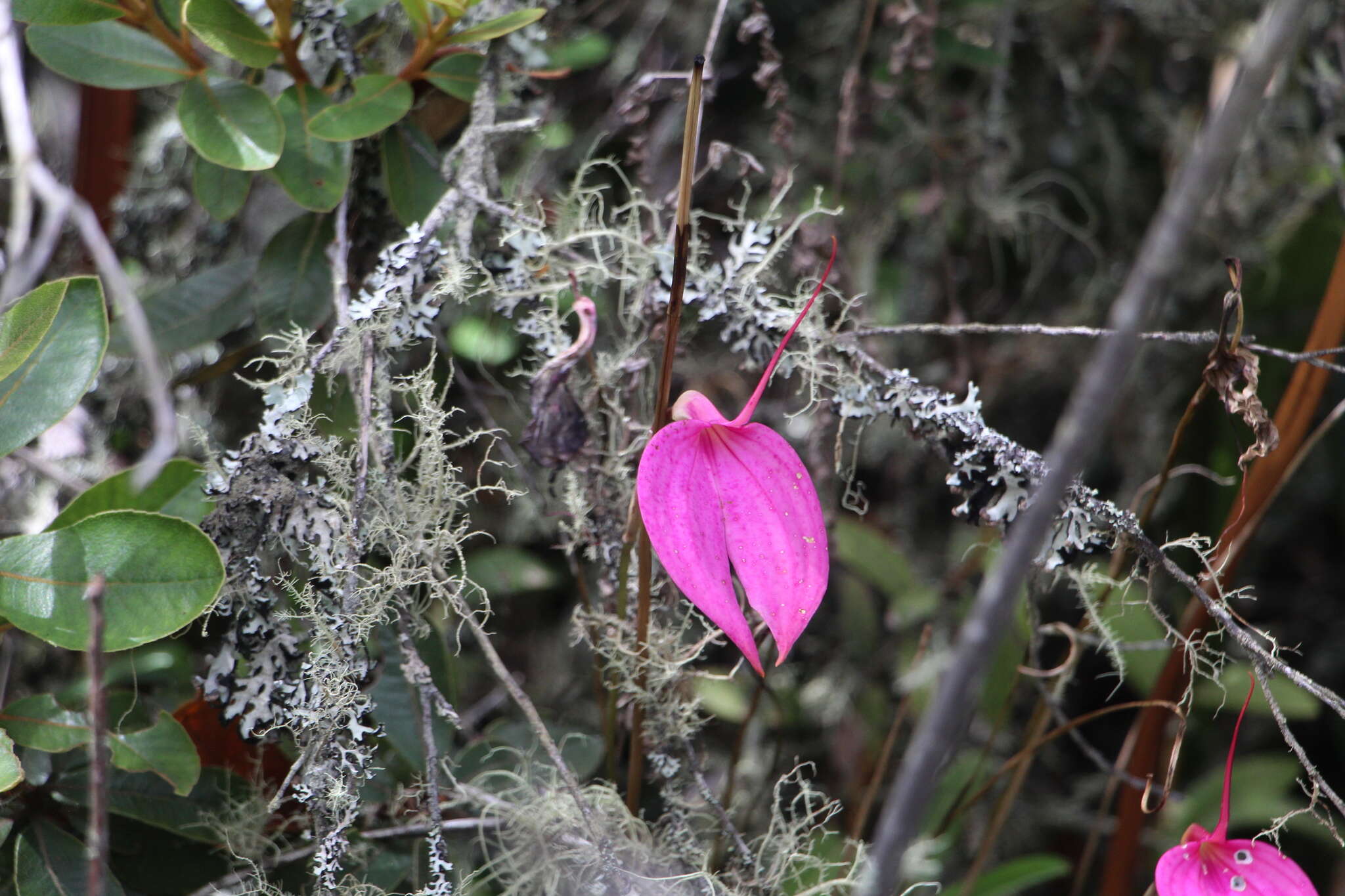 Image de Masdevallia coccinea Linden ex Lindl.