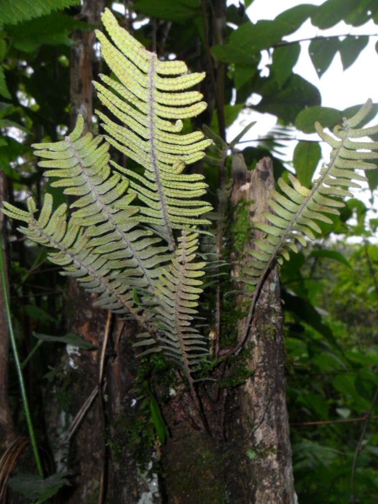 Image of Pleopeltis furfuracea (Schltdl. & Cham.) A. R. Sm. & Tejero