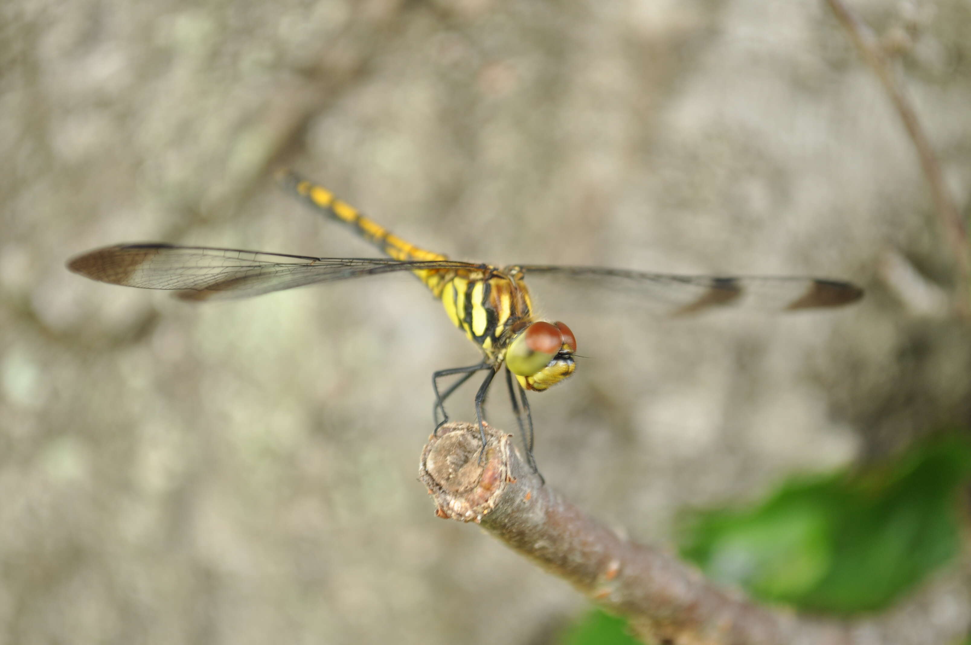 Image de Sympetrum frequens (Selys 1883)