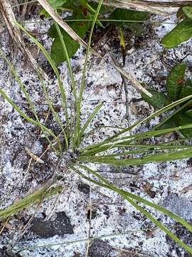 Image of Liatris quadriflora (Chapm.) E. L. Bridges & Orzell