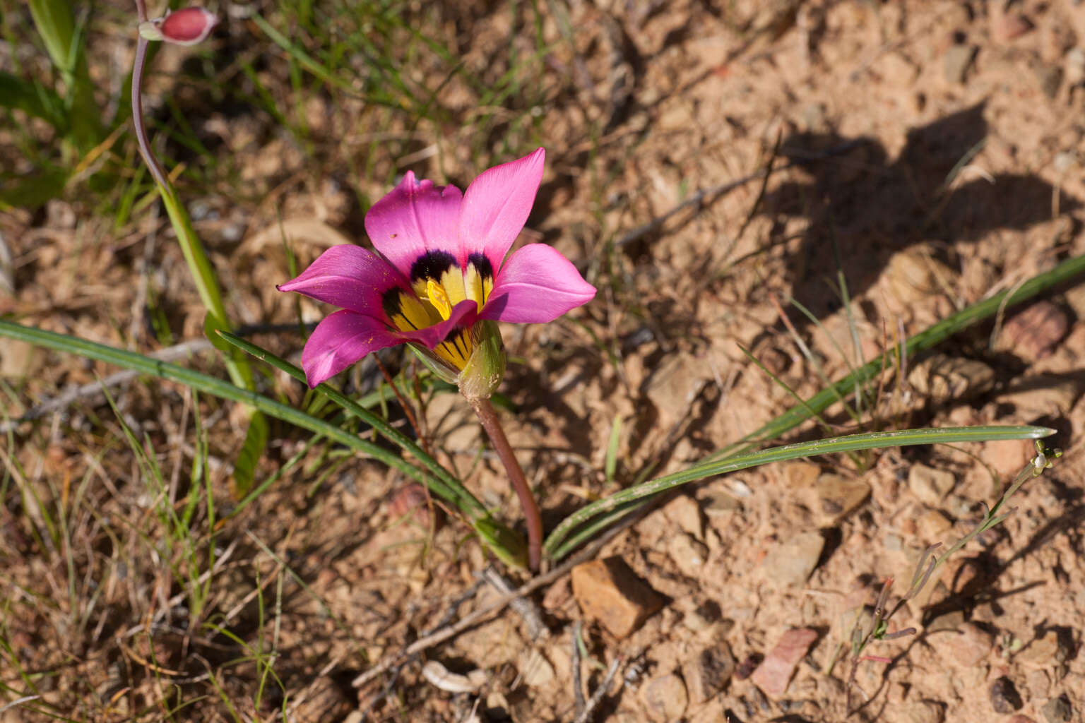 Image of Romulea subfistulosa M. P. de Vos