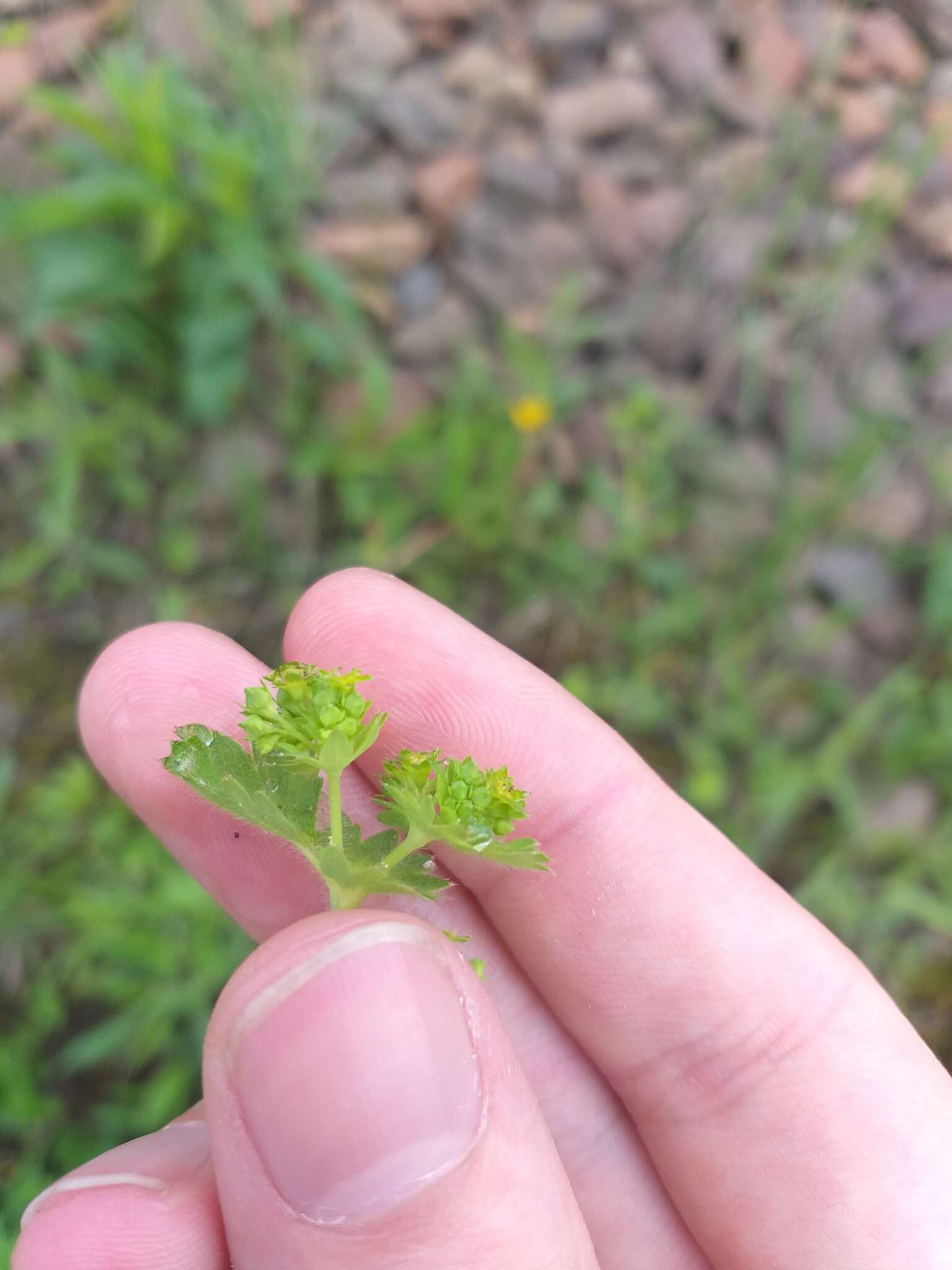 Image of Alchemilla micans Buser