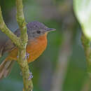 Image of Parker's Antbird