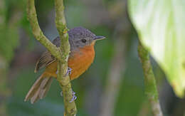 Image of Parker's Antbird