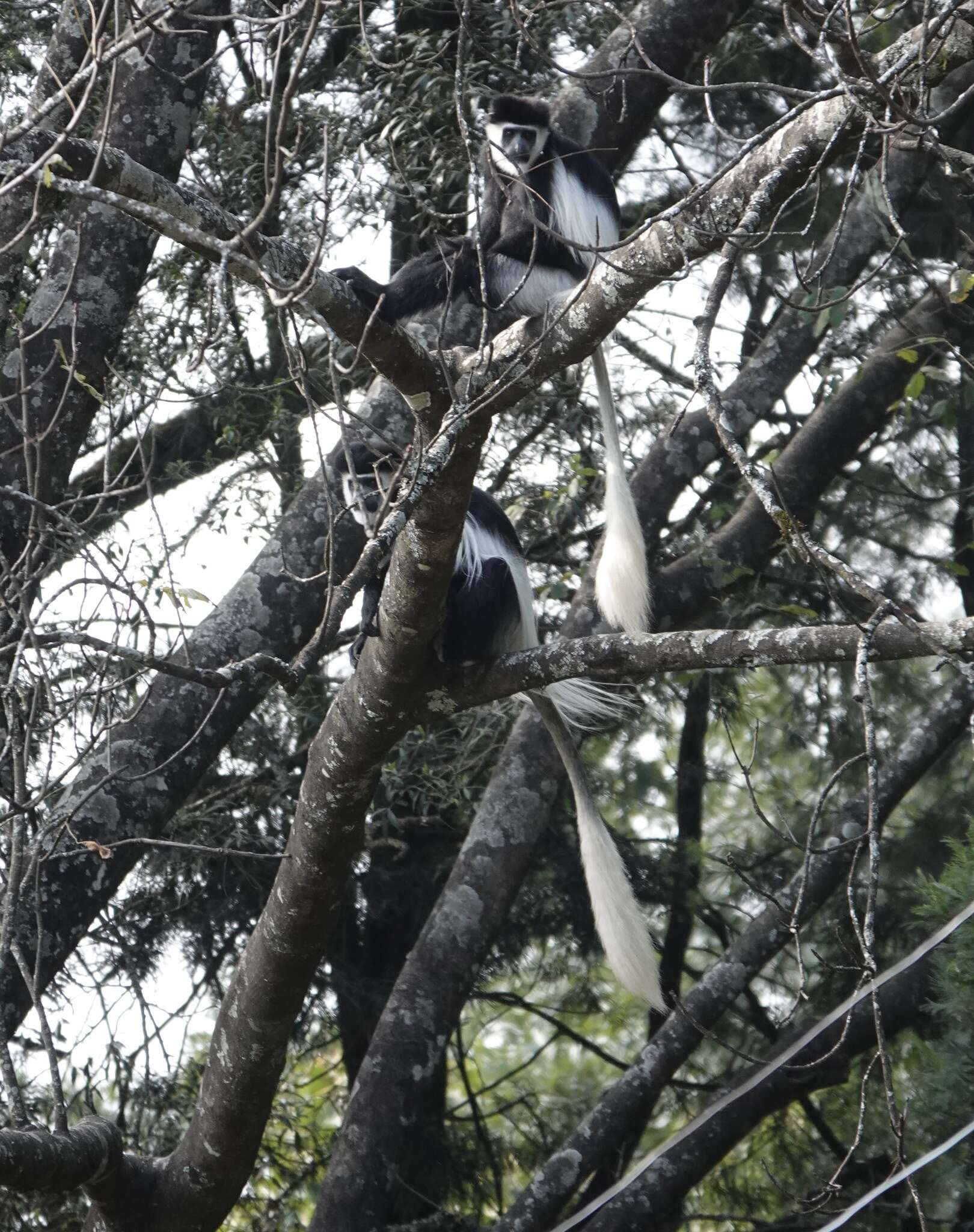 Image of Colobus guereza guereza Rüppell 1835