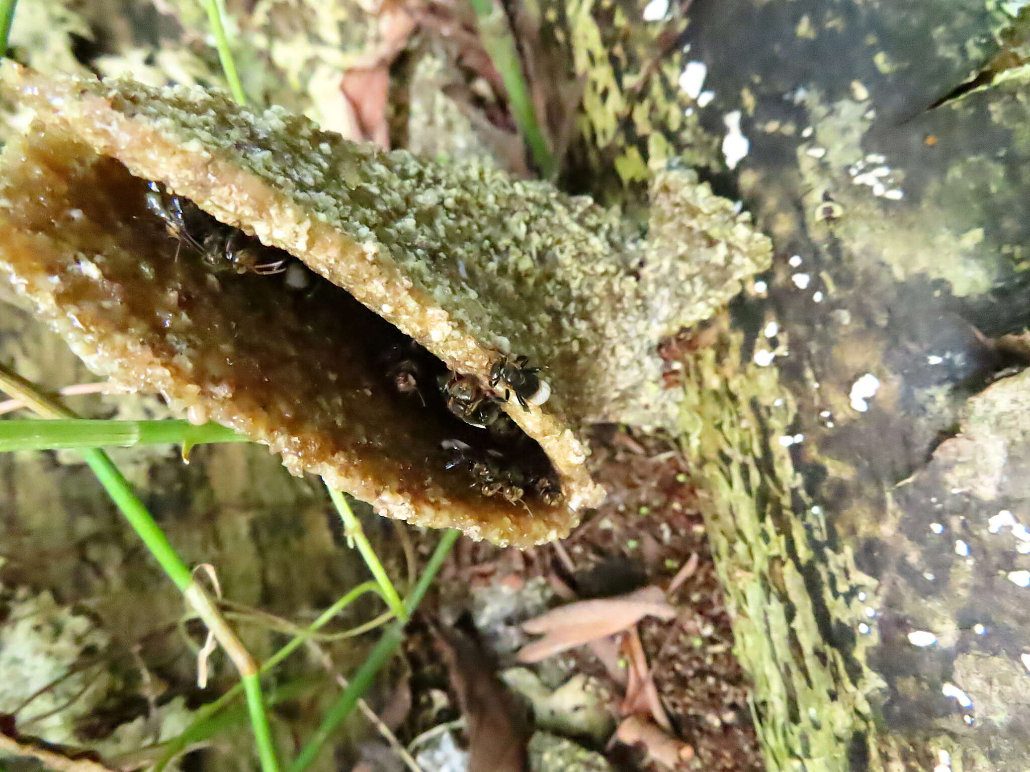 Image of Homotrigona apicalis (Smith 1857)