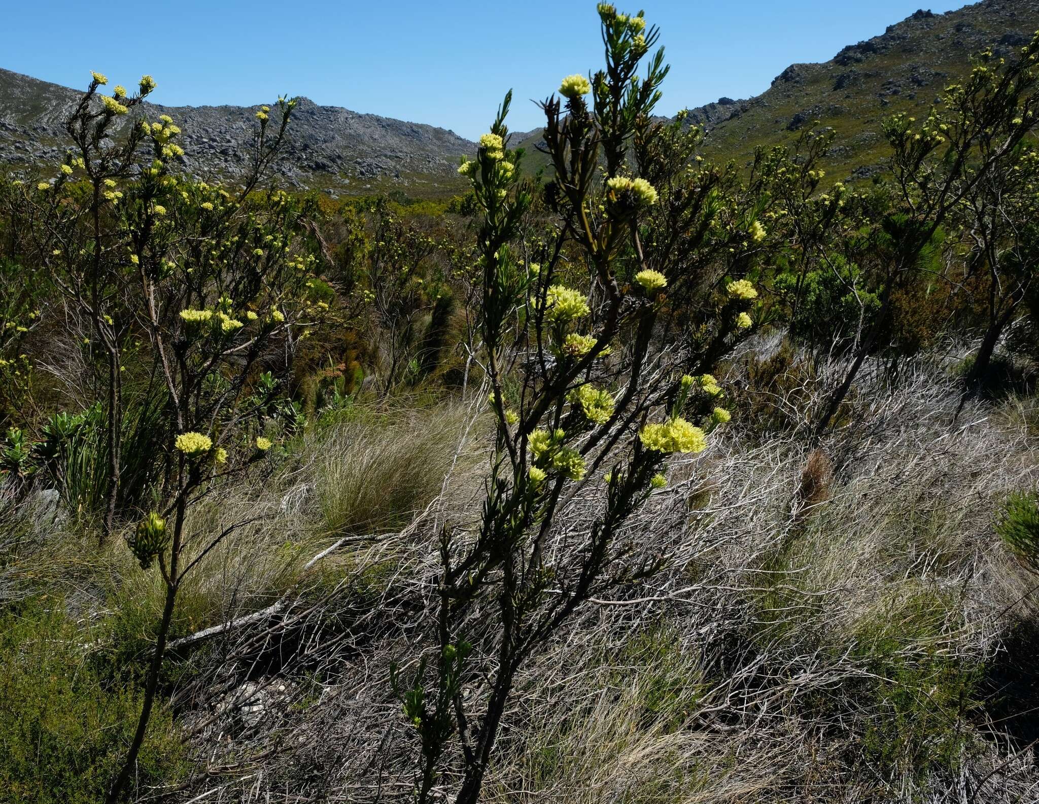 Image of Thesium umbelliferum A. W. Hill