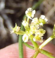 Itasina filifolia (Thunb.) Raf. resmi