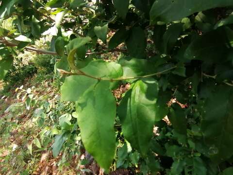 Image of Rough-leaved croton