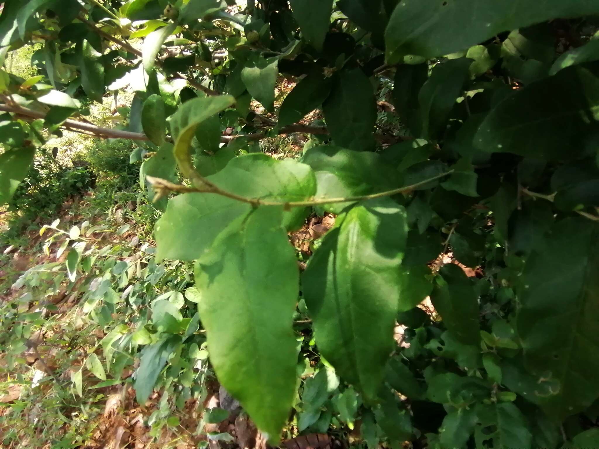 Image of Rough-leaved croton