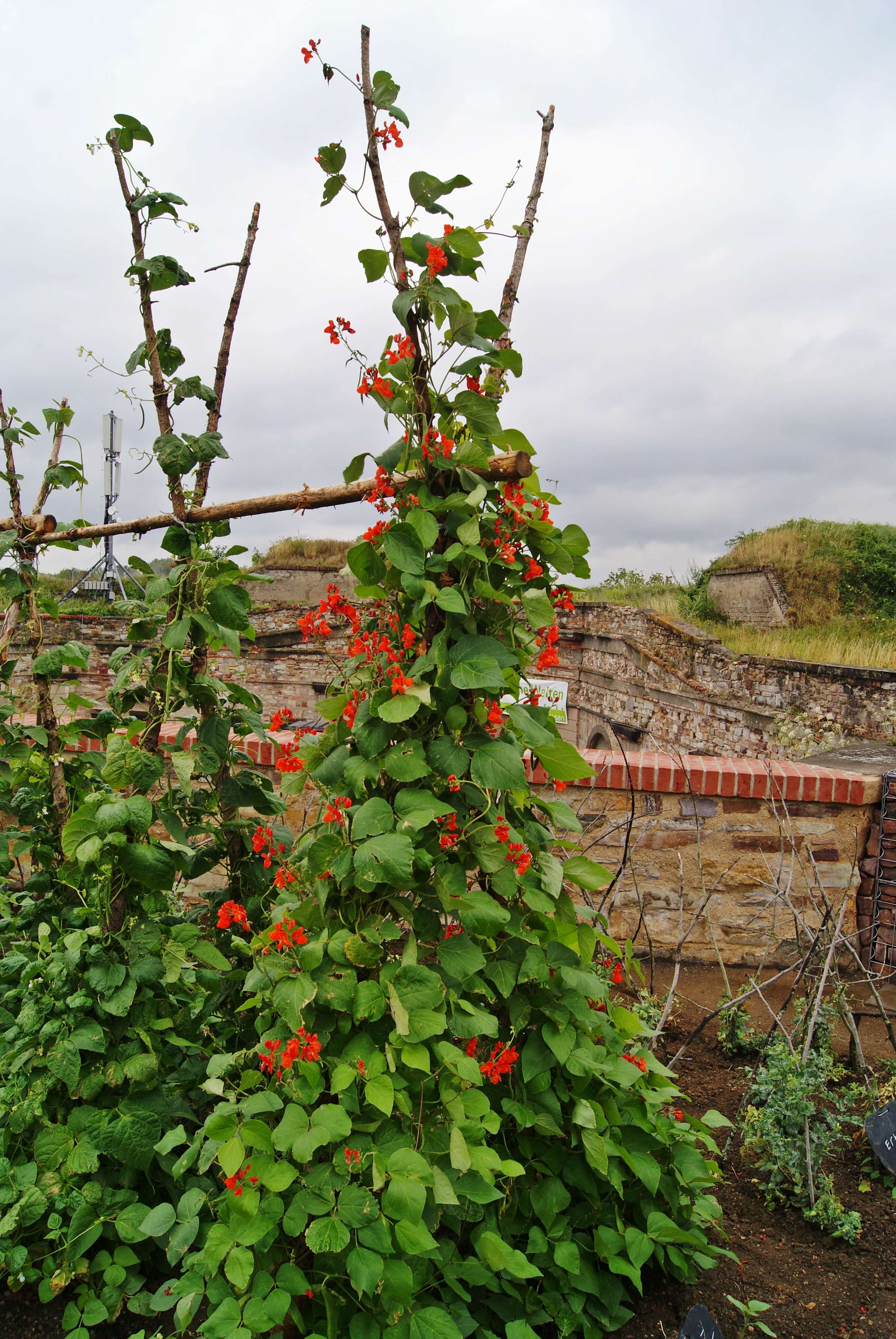 Image of scarlet runner