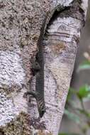 Image of Phelsuma madagascariensis boehmei Meier 1982