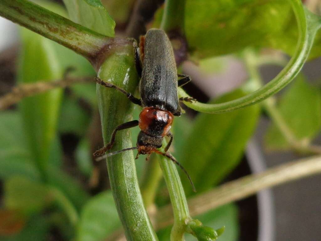 Imagem de Cantharis fusca