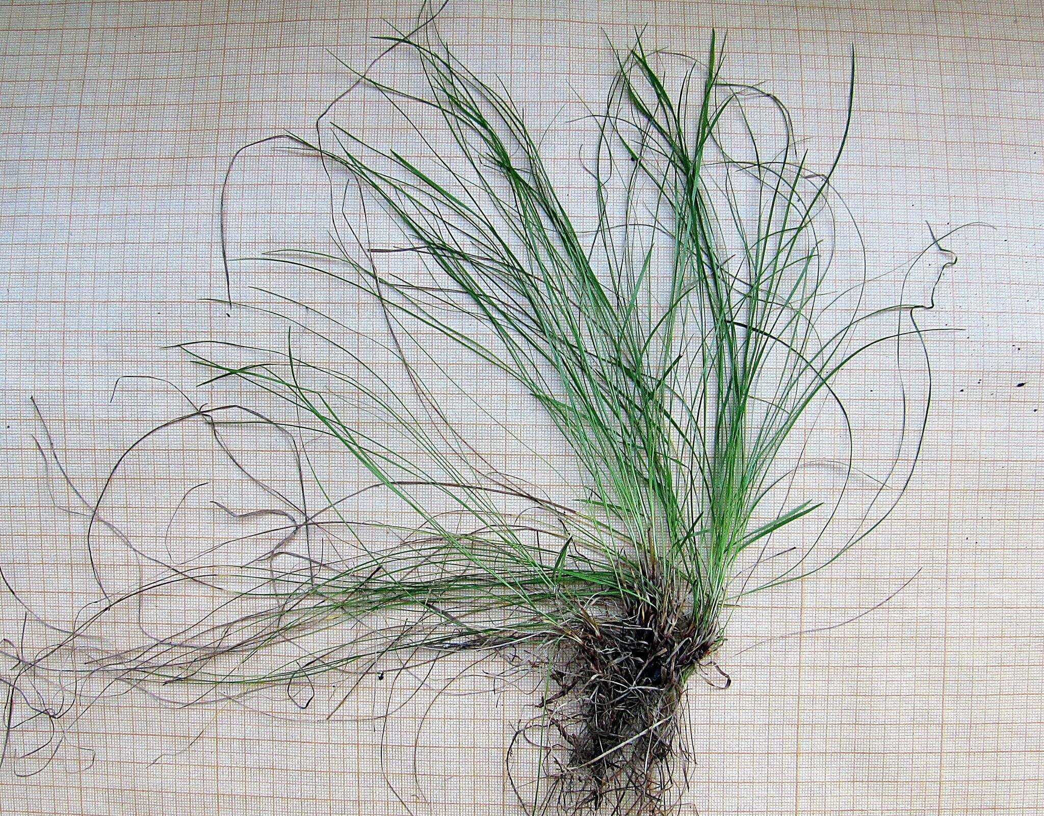 Image of Carex callitrichos V. I. Krecz.