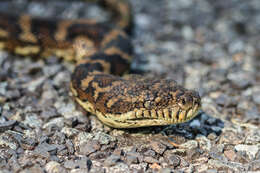 Image of Morelia spilota mcdowelli Wells & Wellington 1984