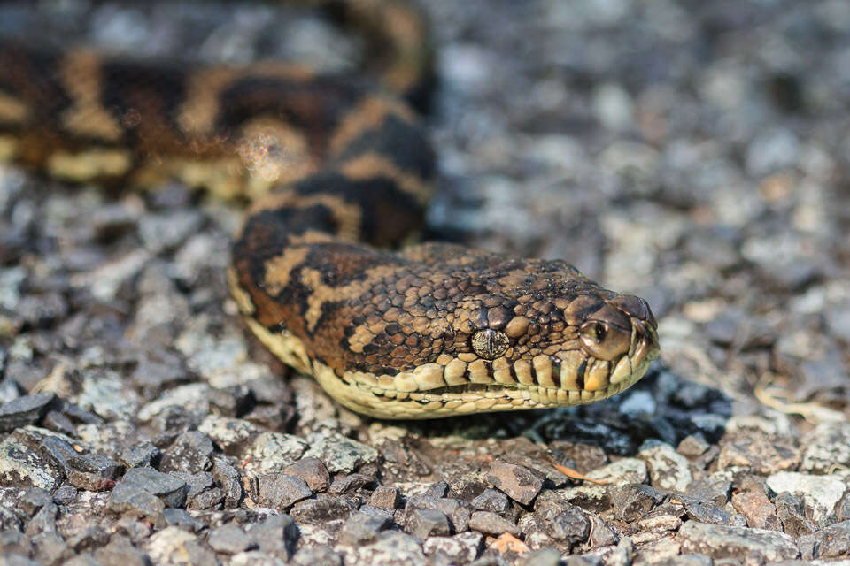 Image of Morelia spilota mcdowelli Wells & Wellington 1984