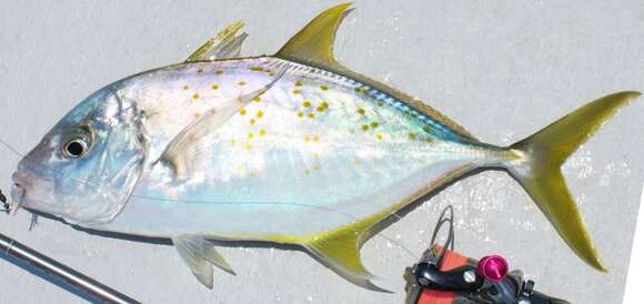 Image of Yellowspotted trevally