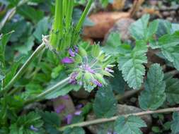 Image of musky stork's bill