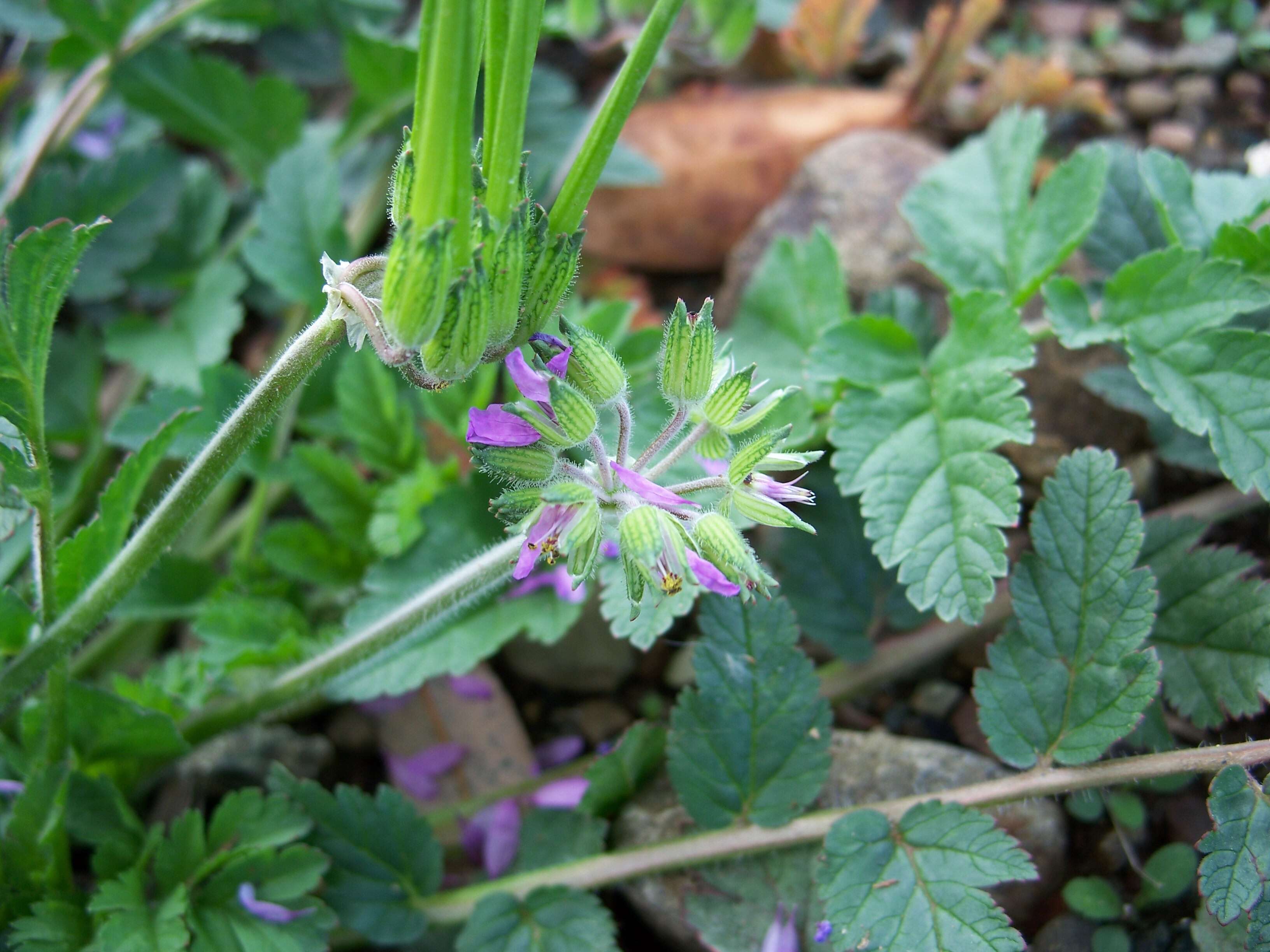 Image of musky stork's bill