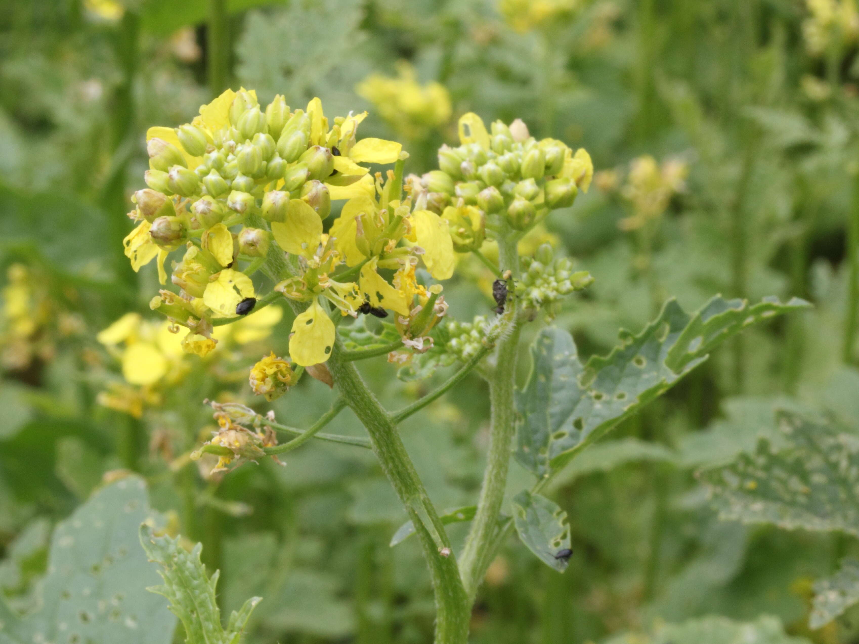 Image of white mustard