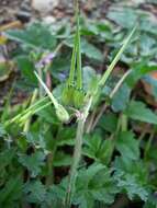 Image of musky stork's bill