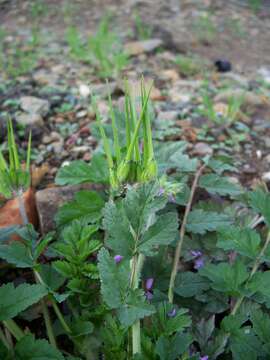 Image of musky stork's bill