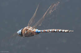 Image of Blue-eyed Darner