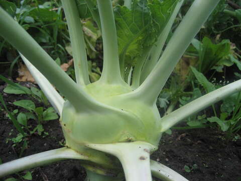 Image of kohlrabi