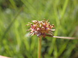 Imagem de Ursinia saxatilis N. E. Br.