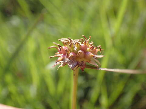 Image of Ursinia saxatilis N. E. Br.