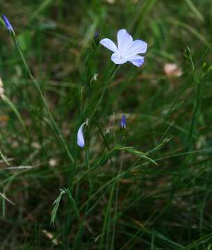 Image of Blue flax