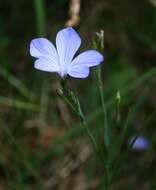 Image of Blue flax