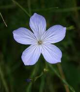 Image of Blue flax