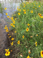 صورة Thelesperma filifolium (Hook.) A. Gray