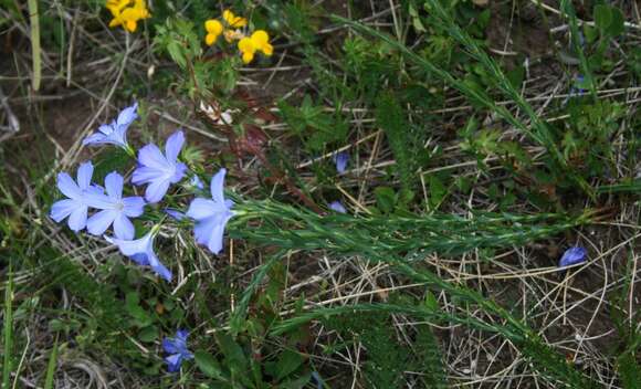 Image of Blue flax