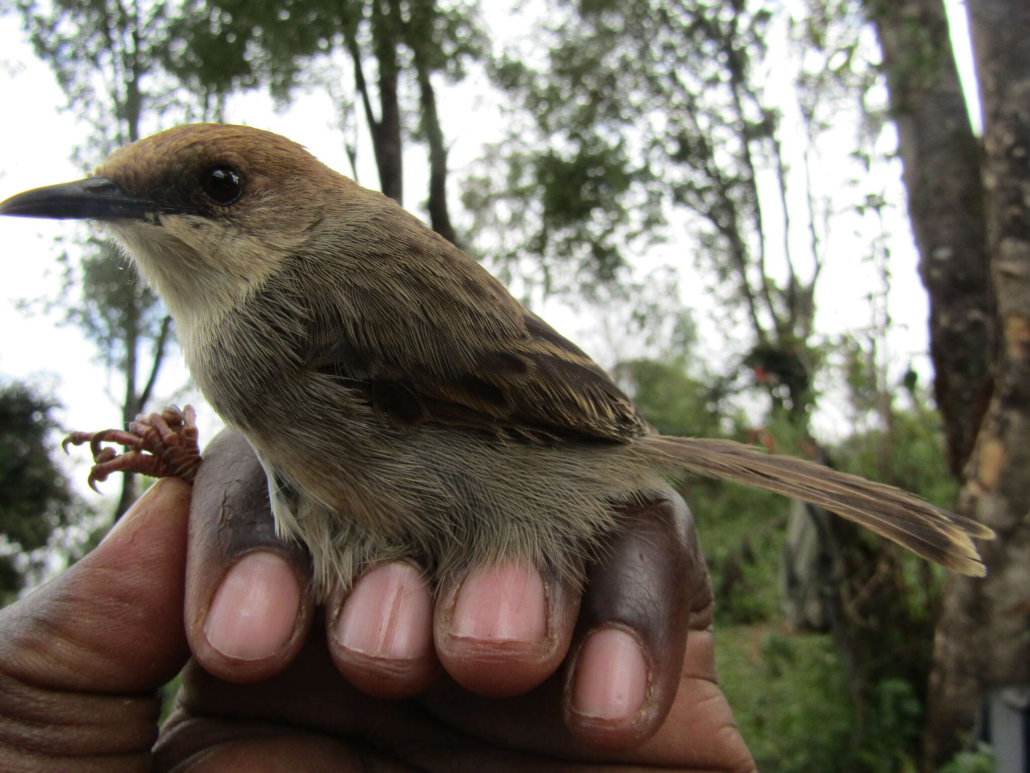 Image of Hunter's Cisticola