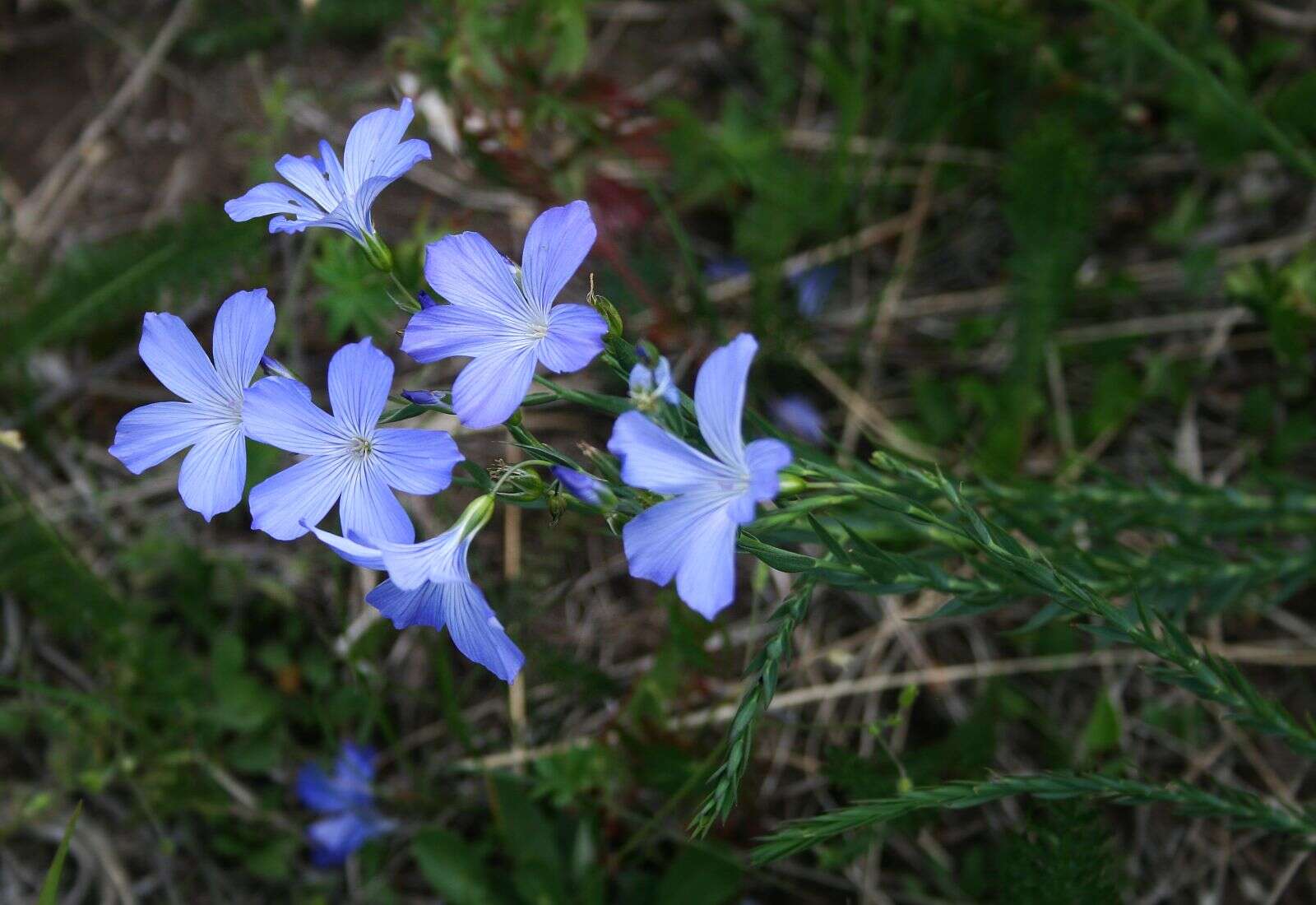 Image of Blue flax