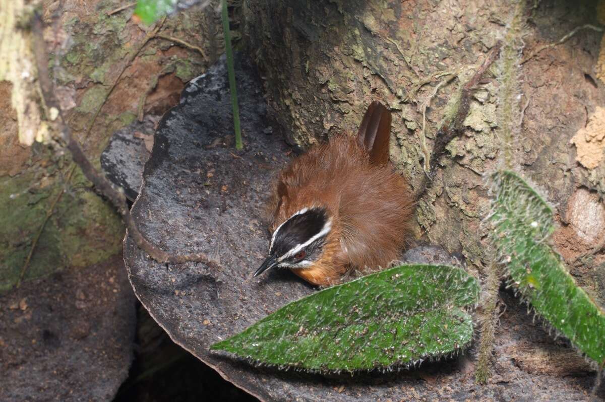 Image of Black-capped Babbler