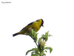 Image of Black-headed Siskin